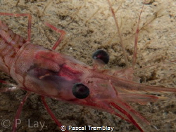 Nordic Shrimp close up. by Pascal Tremblay 